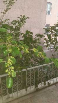 رهن اجاره آپارتمان